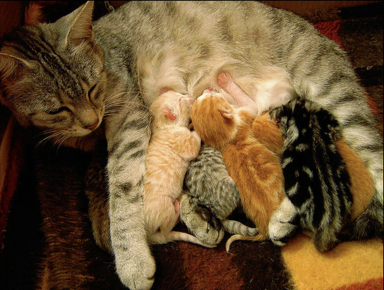 chats 3