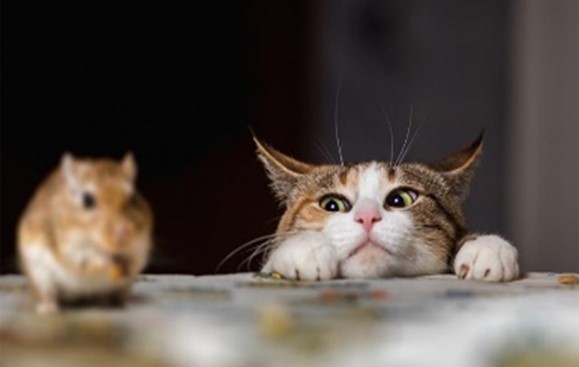chats 4