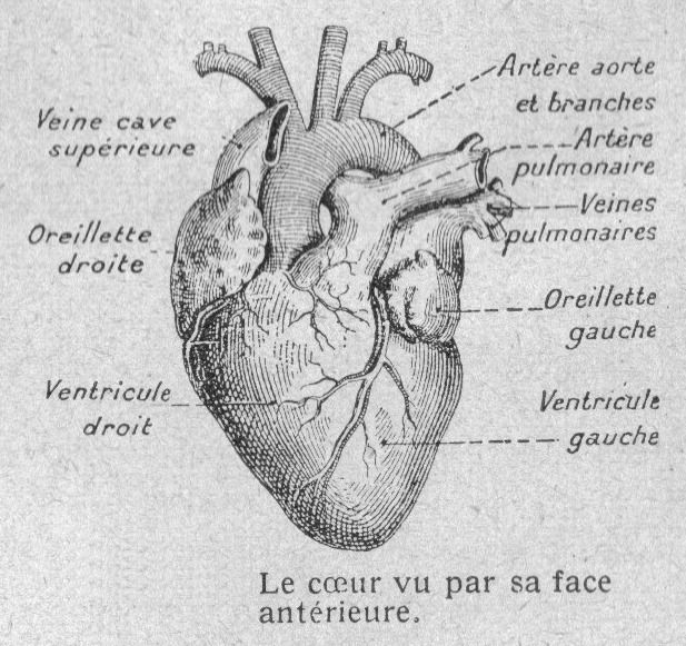 coeur